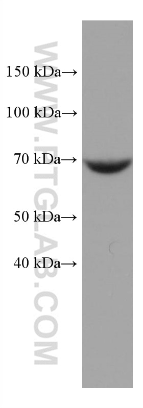 Western Blot (WB) analysis of NIH/3T3 cells using MUS81 Monoclonal antibody (67351-1-Ig)