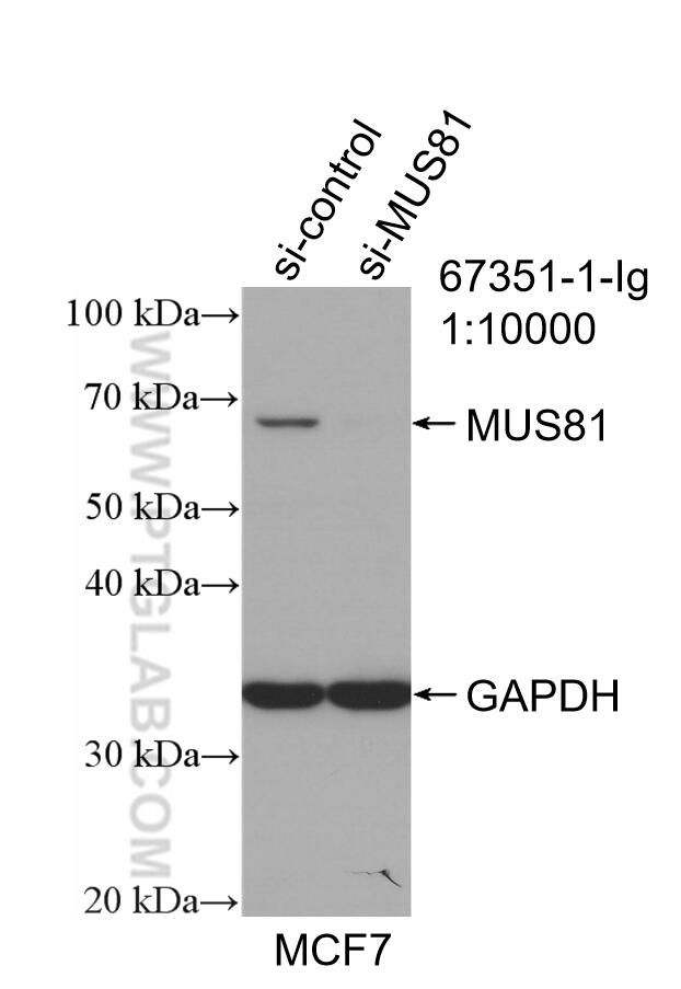 Western Blot (WB) analysis of MCF-7 cells using MUS81 Monoclonal antibody (67351-1-Ig)