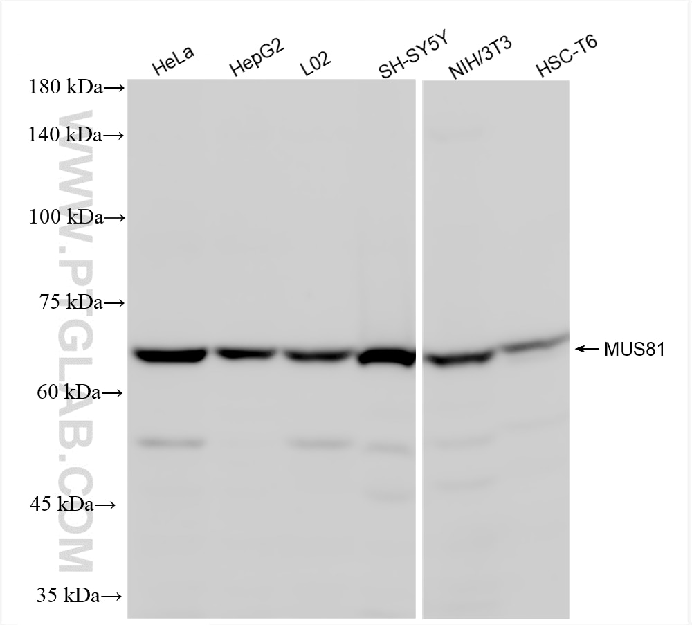 Western Blot (WB) analysis of various lysates using MUS81 Recombinant monoclonal antibody (87462-1-RR)