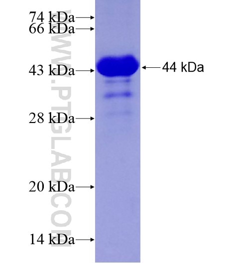 MUS81 fusion protein Ag29089 SDS-PAGE