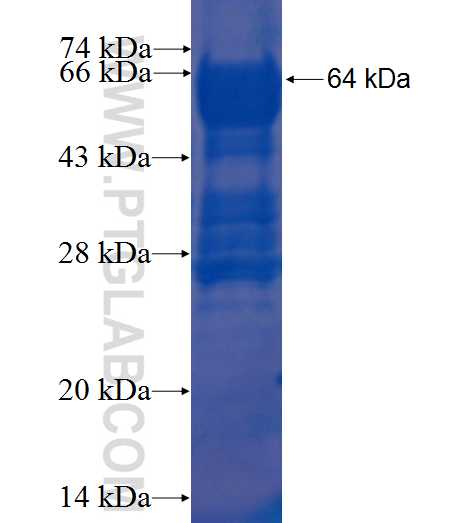 MUS81 fusion protein Ag1476 SDS-PAGE