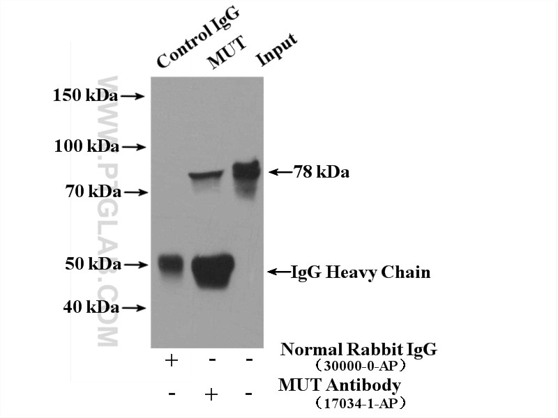 Immunoprecipitation (IP) experiment of HepG2 cells using MUT Polyclonal antibody (17034-1-AP)