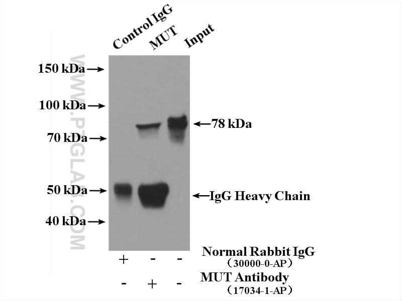 Immunoprecipitation (IP) experiment of HepG2 cells using Methylmalonyl Coenzyme A mutase/MUT Polyclonal ant (17034-1-AP)