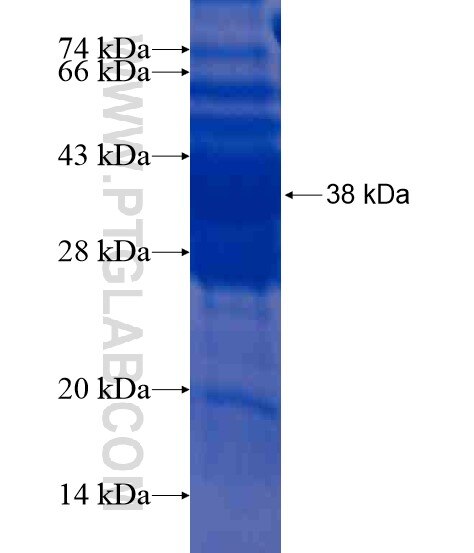 MUTED fusion protein Ag21226 SDS-PAGE