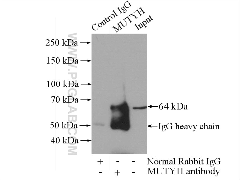 Immunoprecipitation (IP) experiment of HeLa cells using MUTYH Polyclonal antibody (19650-1-AP)