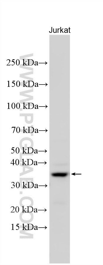 Western Blot (WB) analysis of various lysates using MVB12B Polyclonal antibody (33961-1-AP)