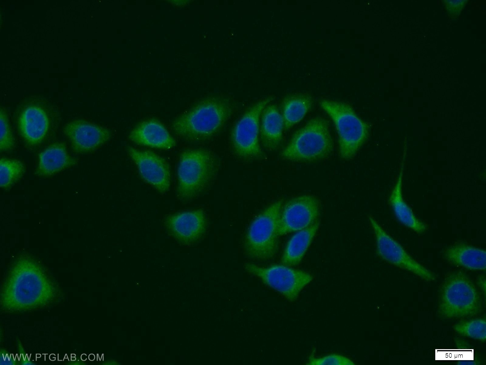 Immunofluorescence (IF) / fluorescent staining of PC-3 cells using MVK Polyclonal antibody (12228-1-AP)