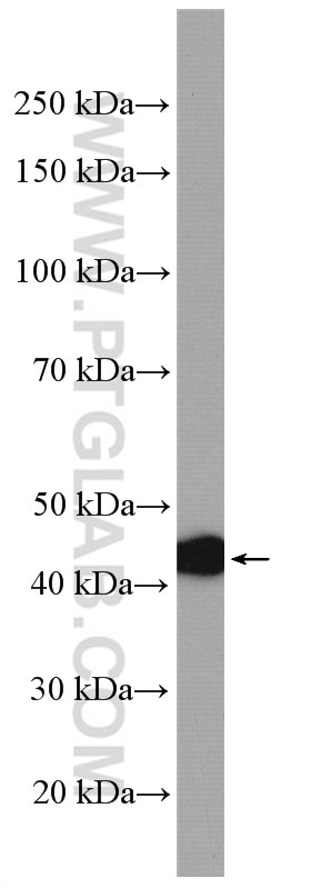 Western Blot (WB) analysis of PC-3 cells using MVK Polyclonal antibody (12228-1-AP)