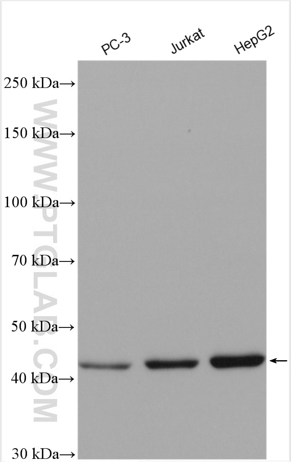 Western Blot (WB) analysis of PC-3 cells using MVK Polyclonal antibody (12228-1-AP)