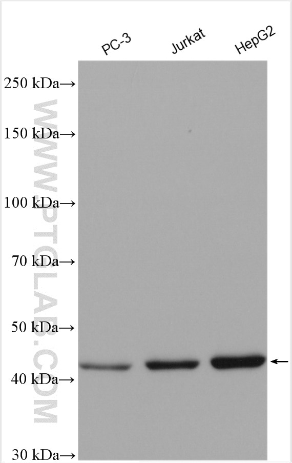 WB analysis of PC-3 using 12228-1-AP