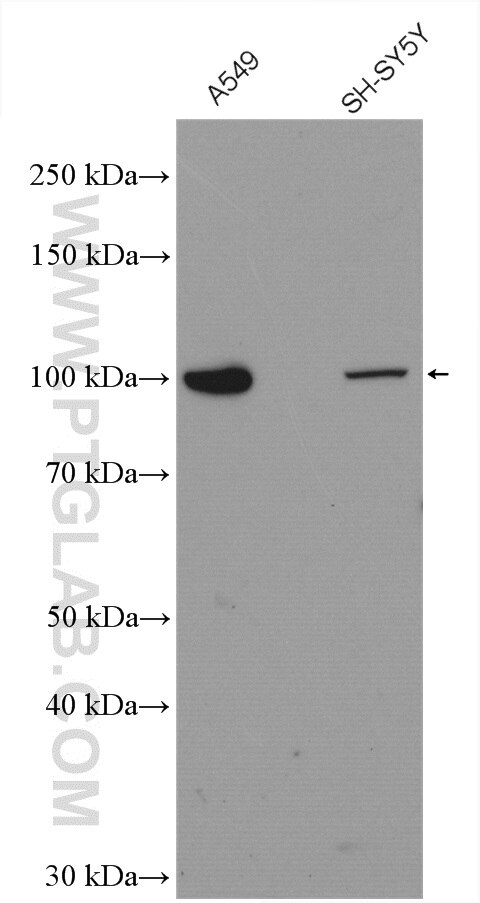 Western Blot (WB) analysis of various lysates using MVP/LRP Polyclonal antibody (16478-1-AP)