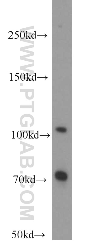 Western Blot (WB) analysis of RAW264.7 using MVP/LRP Polyclonal antibody (16478-1-AP)