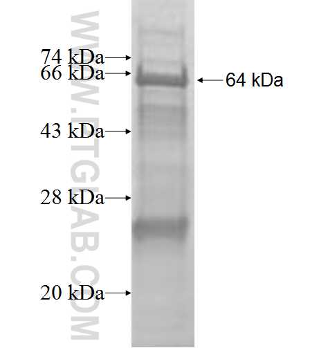 MVP fusion protein Ag9366 SDS-PAGE