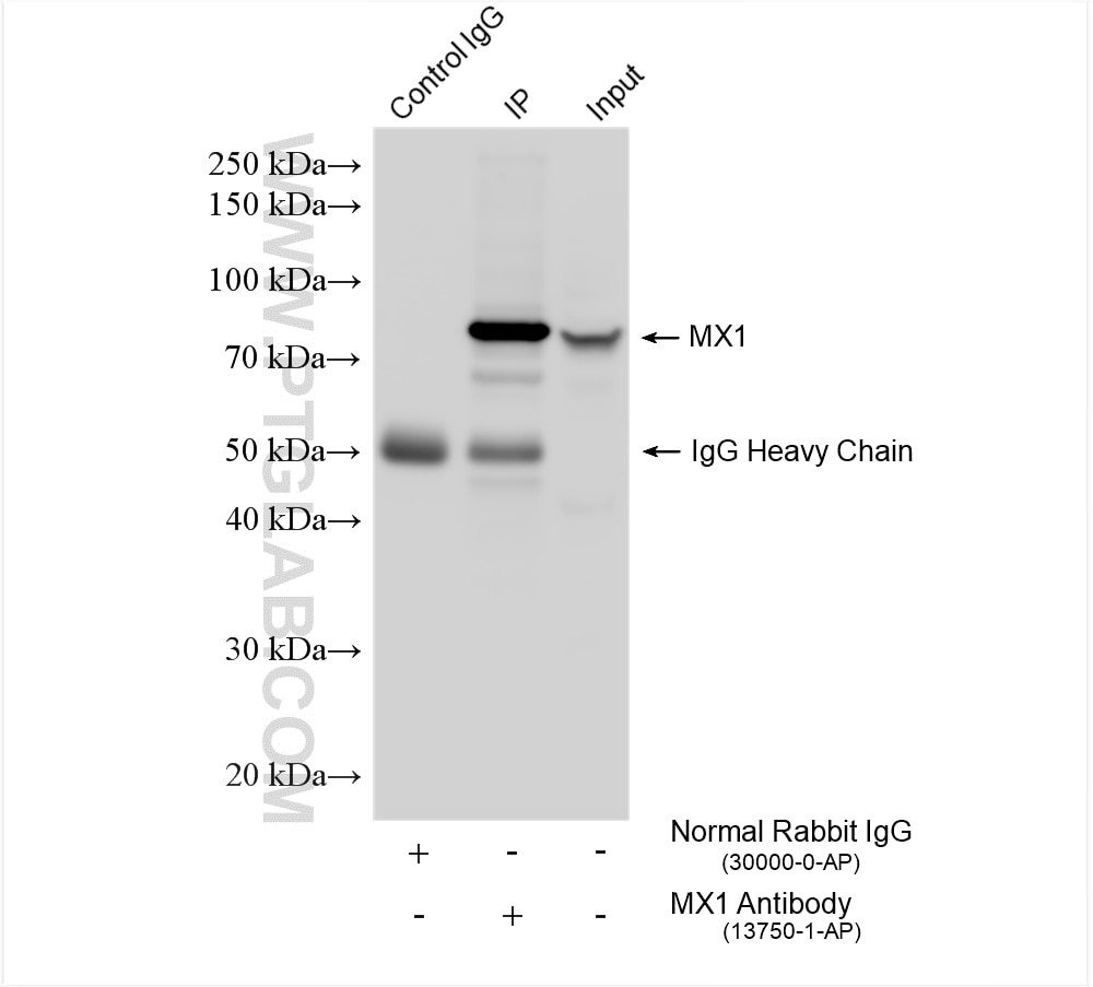 Immunoprecipitation (IP) experiment of A549 cells using MX1 Polyclonal antibody (13750-1-AP)