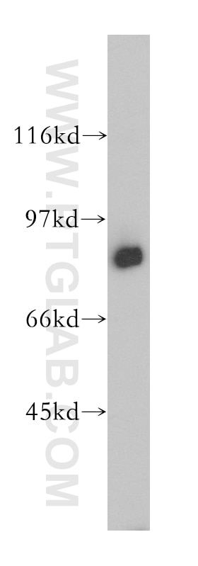 MX1 Polyclonal antibody