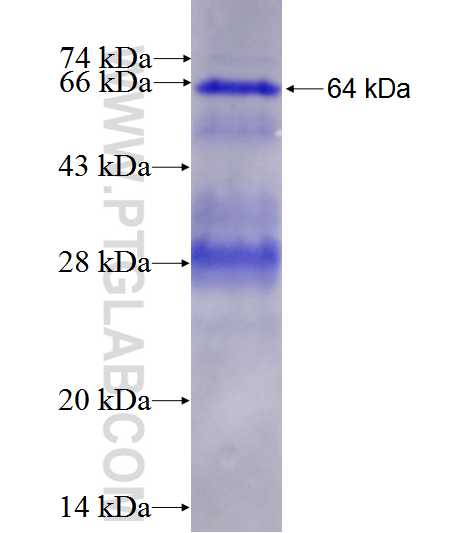 MX2 fusion protein Ag4020 SDS-PAGE