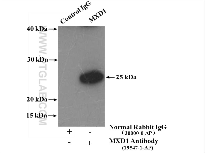 Immunoprecipitation (IP) experiment of HepG2 cells using MXD1 Polyclonal antibody (19547-1-AP)