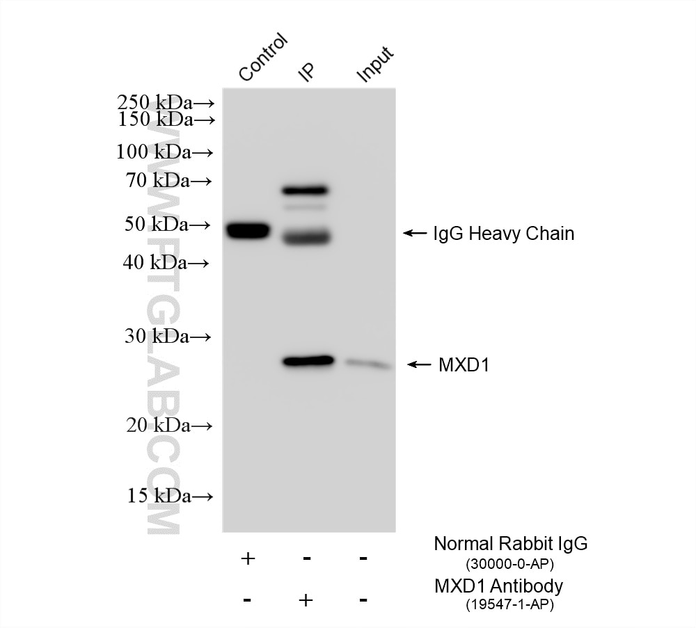 Immunoprecipitation (IP) experiment of HepG2 cells using MXD1 Polyclonal antibody (19547-1-AP)