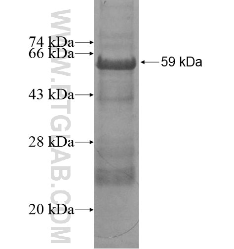 MXD1 fusion protein Ag12037 SDS-PAGE