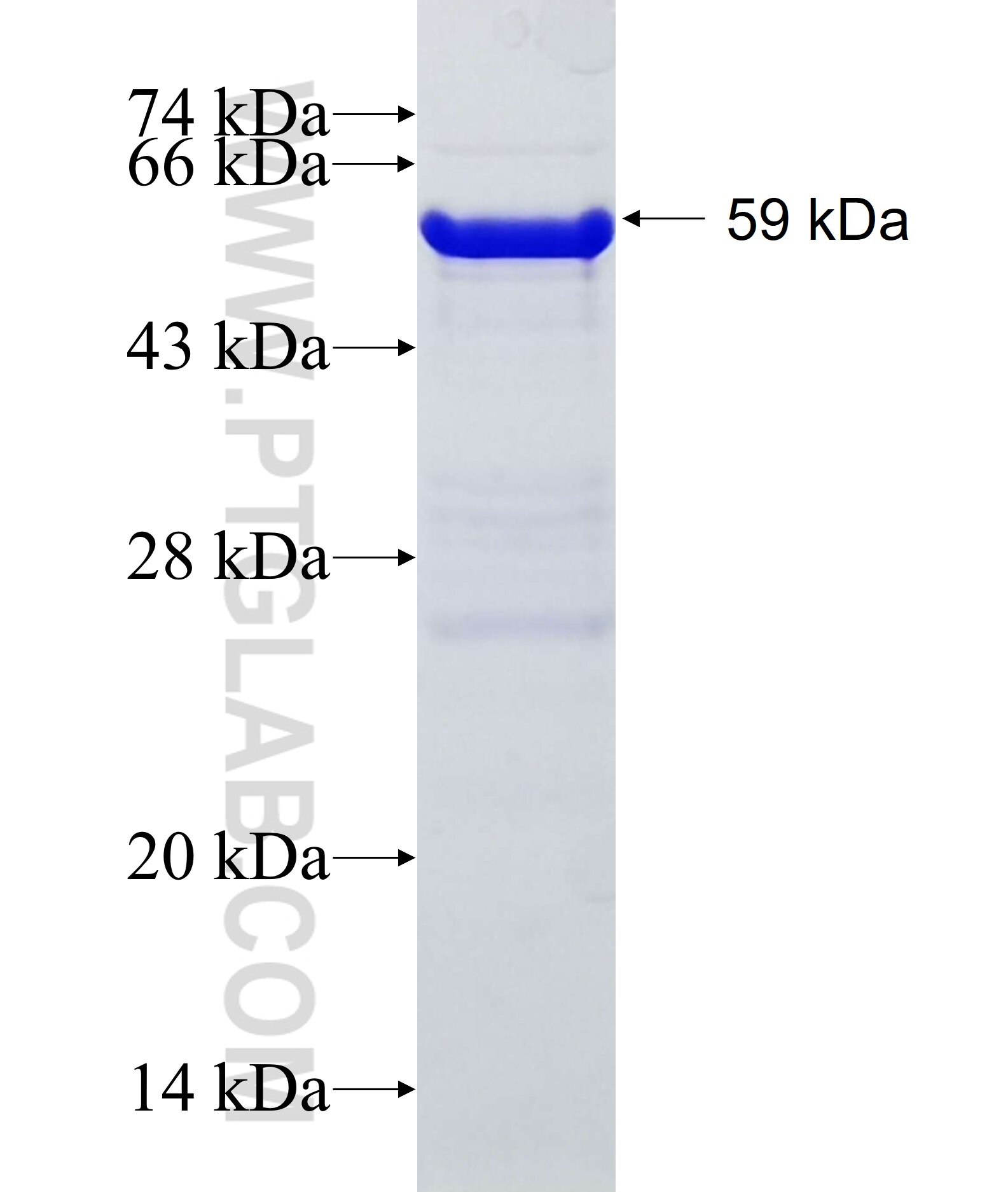 MXD1 fusion protein Ag12037 SDS-PAGE