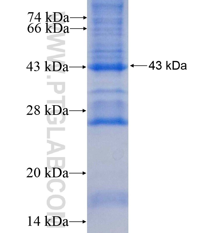 MXD3 fusion protein Ag0104 SDS-PAGE