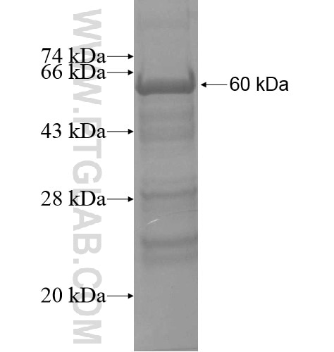 MXD4 fusion protein Ag10181 SDS-PAGE