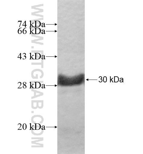 MXD4 fusion protein Ag10311 SDS-PAGE