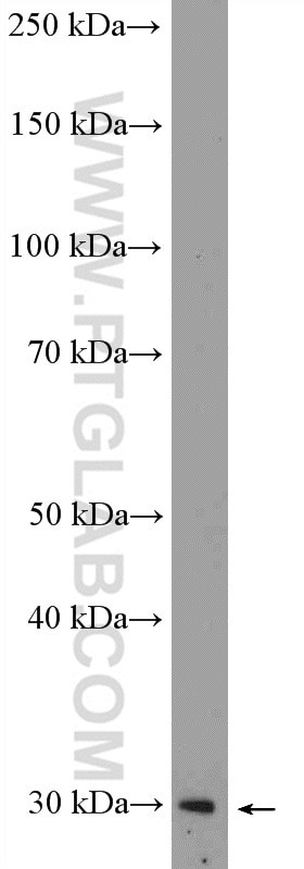 Western Blot (WB) analysis of SH-SY5Y cells using MXI1 Polyclonal antibody (12360-1-AP)