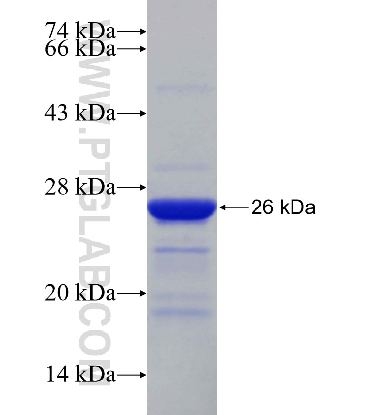 MXI1 fusion protein Ag14592 SDS-PAGE