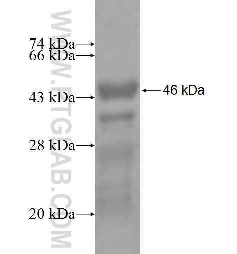 MXI1 fusion protein Ag3024 SDS-PAGE
