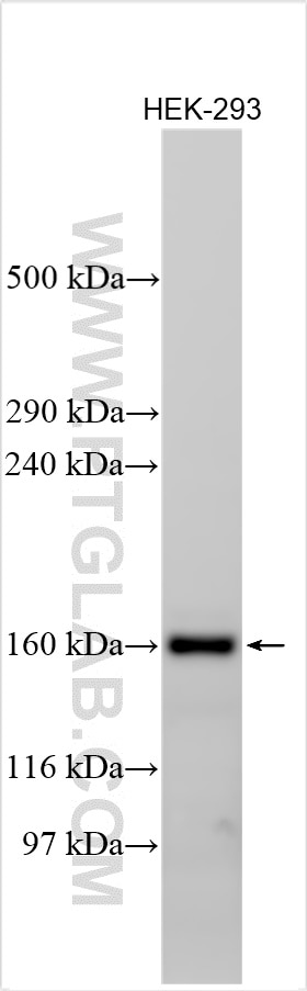 Western Blot (WB) analysis of various lysates using MXRA5 Polyclonal antibody (25472-1-AP)