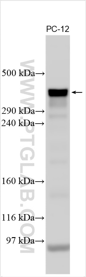 Western Blot (WB) analysis of various lysates using MXRA5 Polyclonal antibody (29777-1-AP)