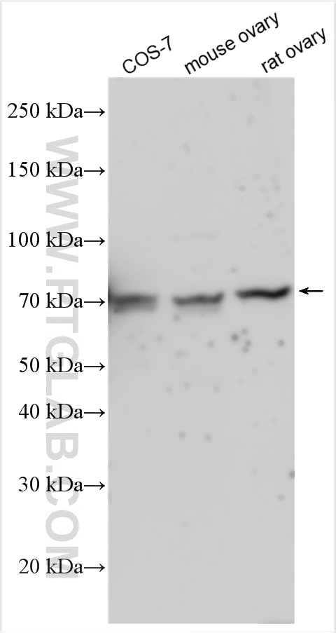 Western Blot (WB) analysis of various lysates using MXRA8 Polyclonal antibody (31581-1-AP)