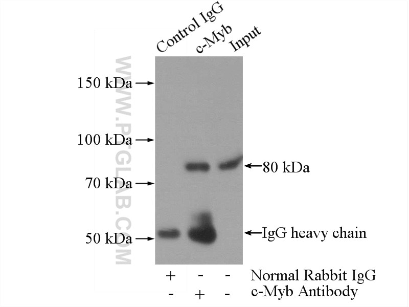 Immunoprecipitation (IP) experiment of HL-60 cells using MYB/c-Myb Polyclonal antibody (17800-1-AP)