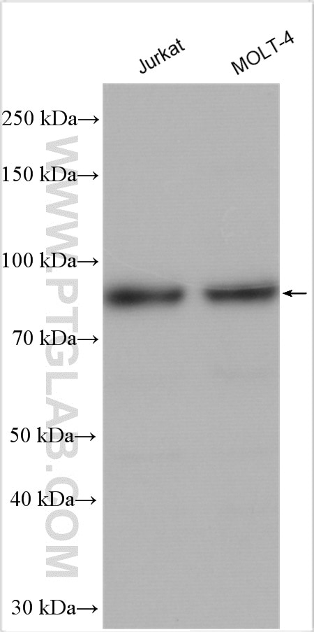 Western Blot (WB) analysis of various lysates using MYB/c-Myb Polyclonal antibody (17800-1-AP)