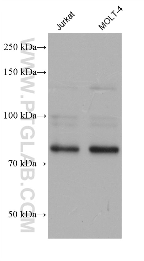 Western Blot (WB) analysis of various lysates using MYB/c-Myb Monoclonal antibody (68542-1-Ig)