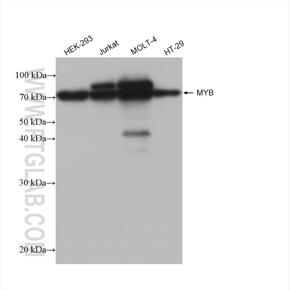 WB analysis using 82804-2-RR