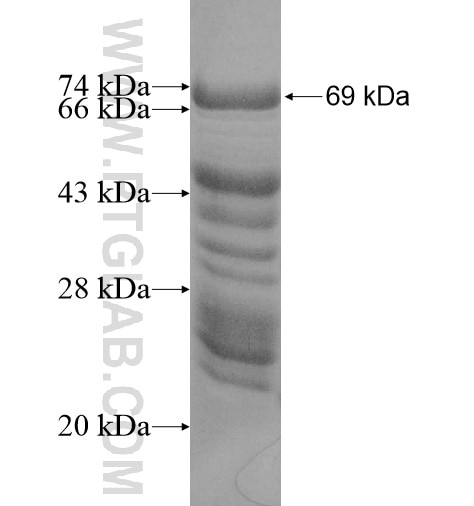 MYB fusion protein Ag11790 SDS-PAGE