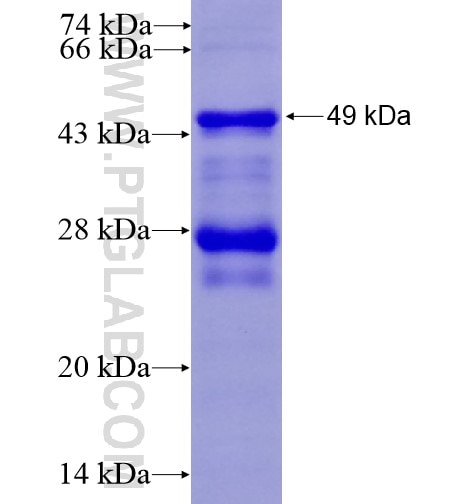 MYB fusion protein Ag12021 SDS-PAGE