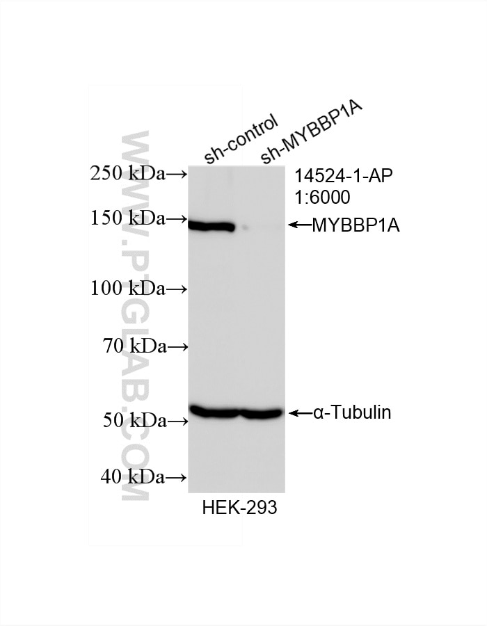 Western Blot (WB) analysis of HEK-293 cells using MYBBP1A Polyclonal antibody (14524-1-AP)