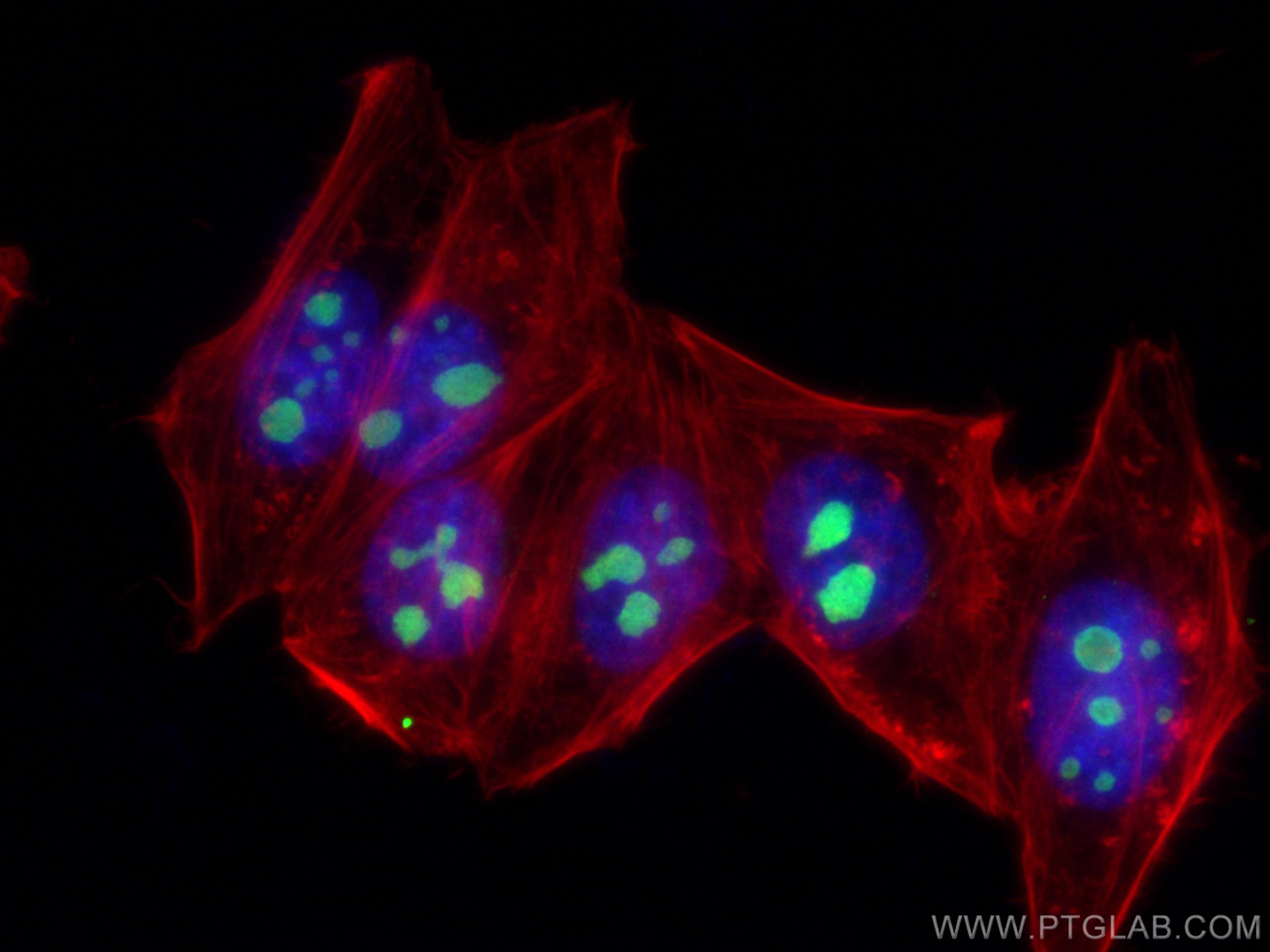 Immunofluorescence (IF) / fluorescent staining of HepG2 cells using MYBBP1A Monoclonal antibody (67996-1-Ig)