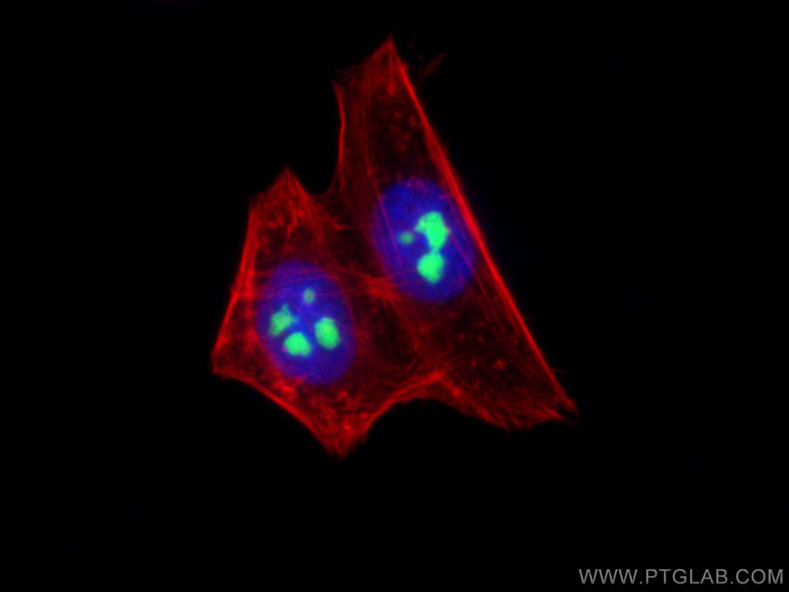 Immunofluorescence (IF) / fluorescent staining of HepG2 cells using MYBBP1A Monoclonal antibody (67996-1-Ig)