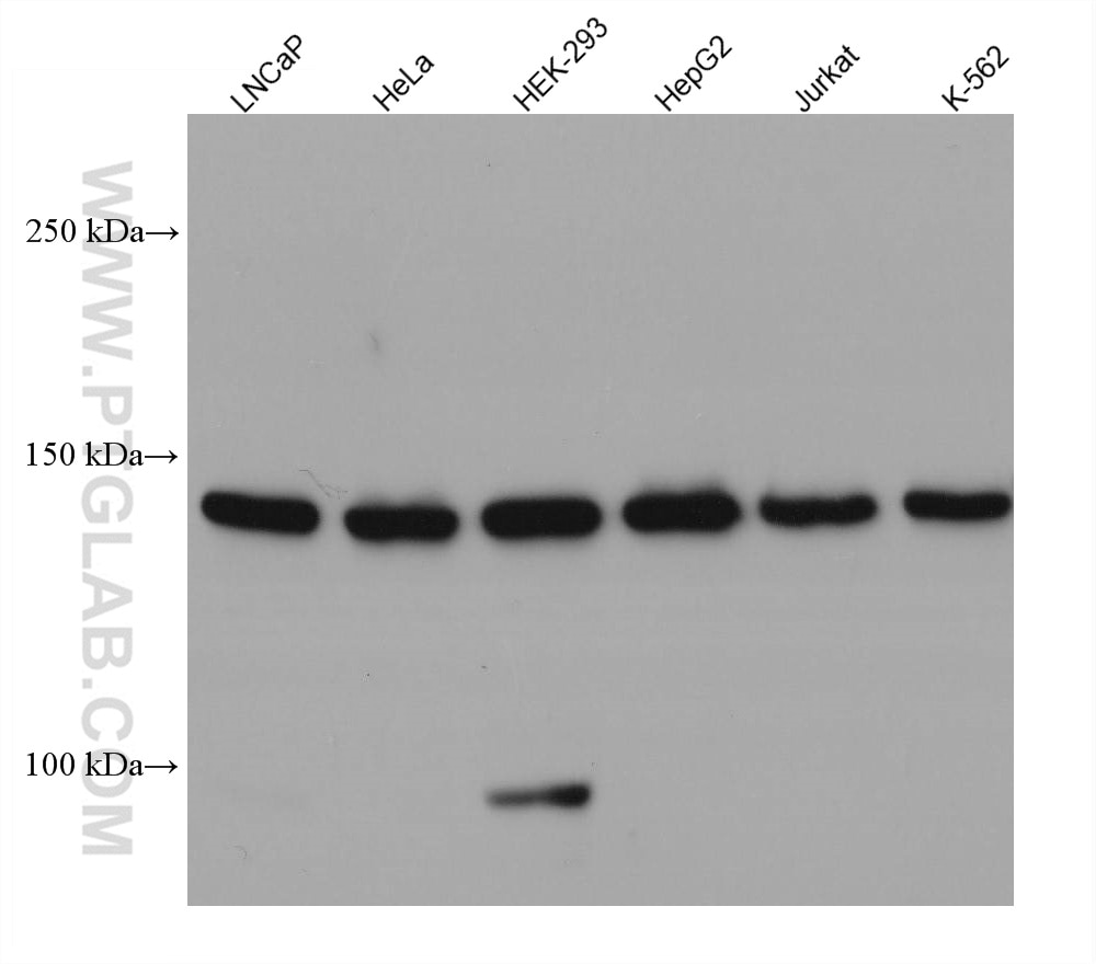 Western Blot (WB) analysis of various lysates using MYBBP1A Monoclonal antibody (67996-1-Ig)