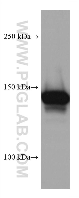 Western Blot (WB) analysis of NIH/3T3 cells using MYBBP1A Monoclonal antibody (67996-1-Ig)