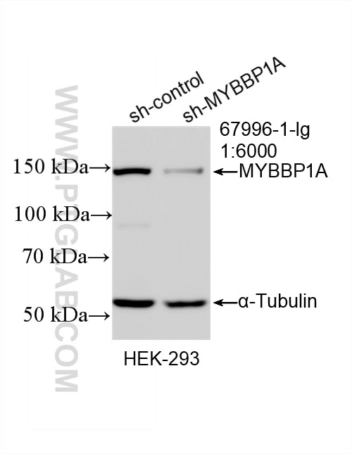 Western Blot (WB) analysis of HEK-293 cells using MYBBP1A Monoclonal antibody (67996-1-Ig)