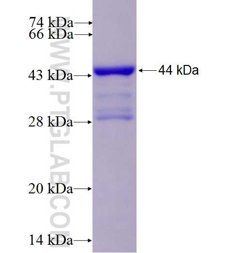 MYBBP1A fusion protein Ag6008 SDS-PAGE