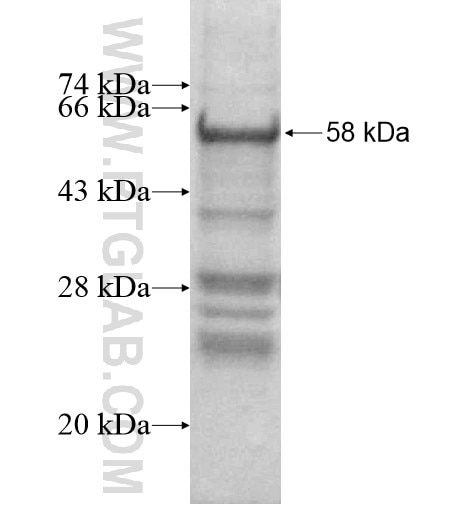 MYBL1 fusion protein Ag16010 SDS-PAGE