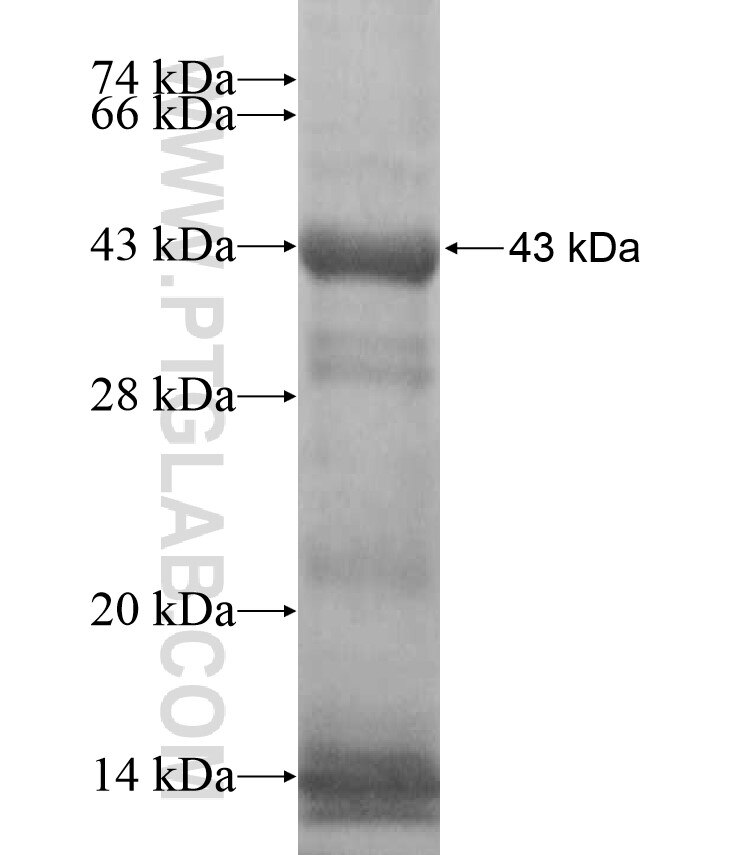 MYBL1 fusion protein Ag17095 SDS-PAGE