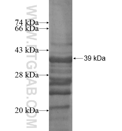 MYBL2 fusion protein Ag13484 SDS-PAGE