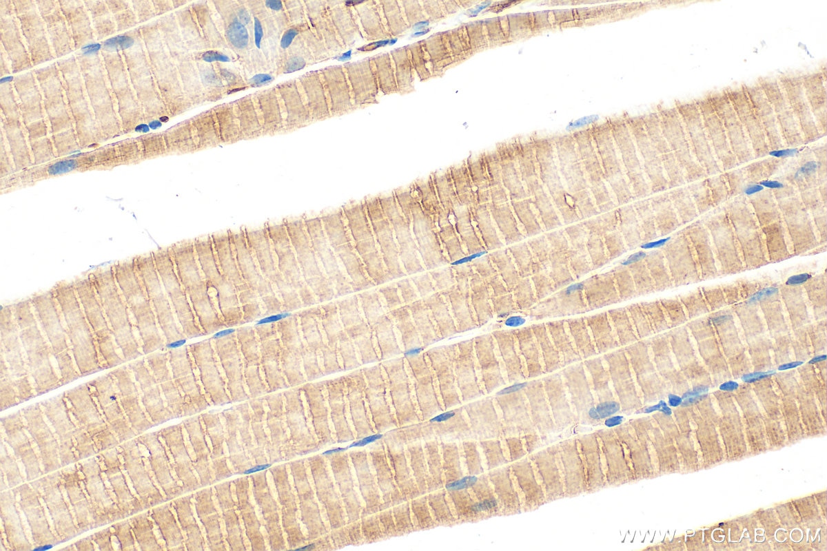 Immunohistochemistry (IHC) staining of mouse skeletal muscle tissue using MYBPC1 Polyclonal antibody (22900-1-AP)